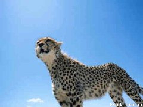 Cheetah | African Horizons - Safaris and Tours | Nairobi, Kenya | Wildlife & Safari Tours | Image #1/4 | 