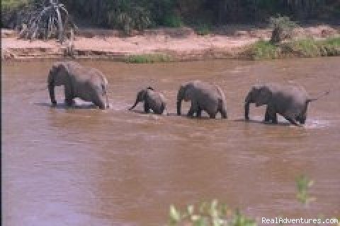 Elephant Crossing