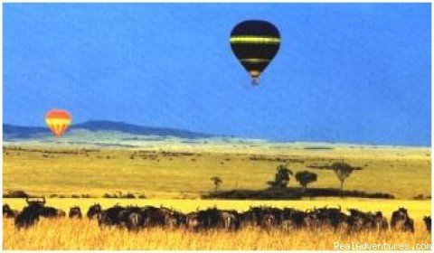 Balloon & Wildebeest