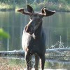 Gunflint Lodge-family vacations in northeast MN Moose in the northwoods