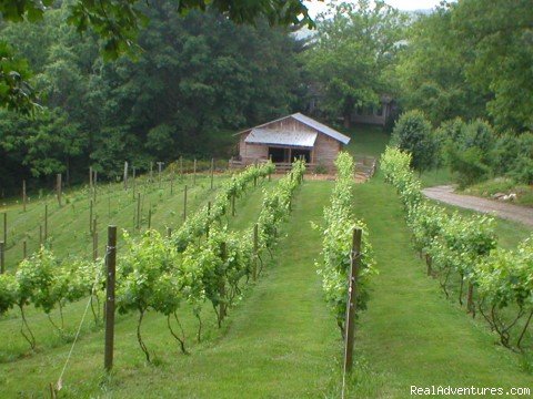 Vineyard on the resort grounds