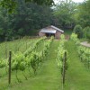 Luxury Log Cabin Rentals with Hot Tub Vineyard on the resort grounds