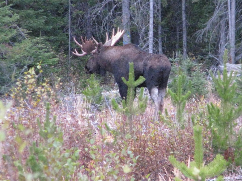 Monster Bull Moose | Finger Lake Wilderness Resort-GETAWAY,Relax&Unwind | Image #14/23 | 