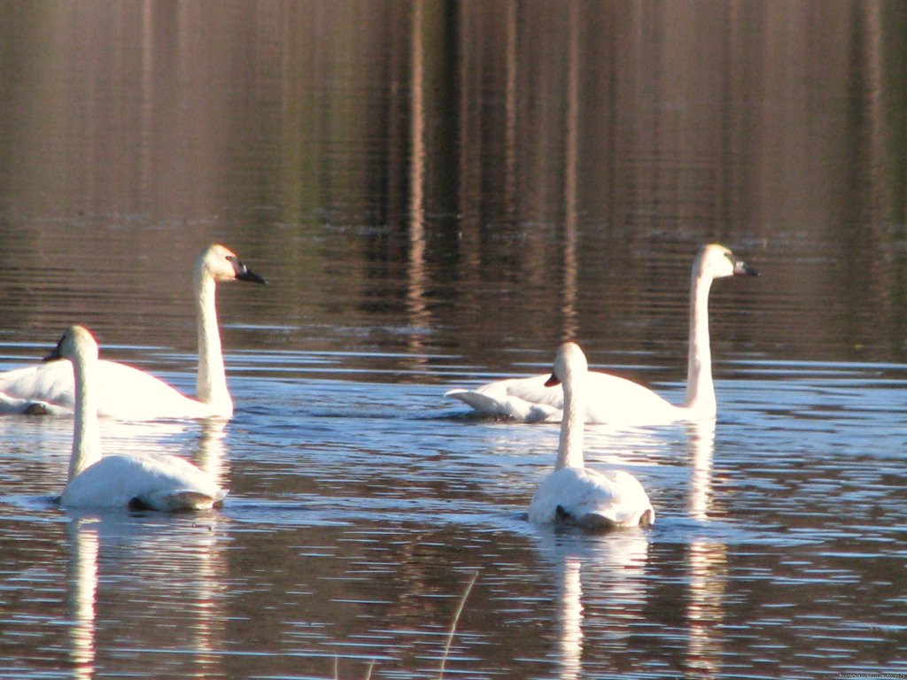 Migrating Swans | Finger Lake Wilderness Resort-GETAWAY,Relax&Unwind | Image #15/23 | 