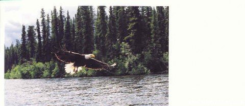 Feed Eagles from your boat