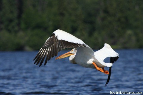 Pelicans visit in the summer