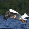 Finger Lake Wilderness Resort-GETAWAY,Relax&Unwind Pelicans visit in the summer