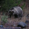 Finger Lake Wilderness Resort-GETAWAY,Relax&Unwind Grizzly bear