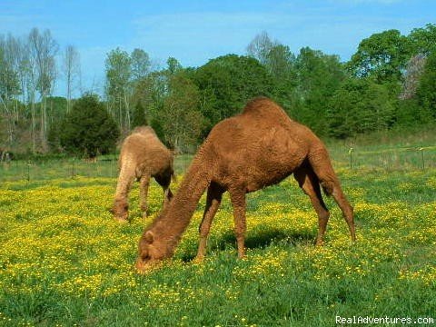 Camels in Pasture | Ocoee Mist Farm B&B and Llama Trekking | Image #2/3 | 