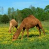 Ocoee Mist Farm B&B and Llama Trekking Camels in Pasture