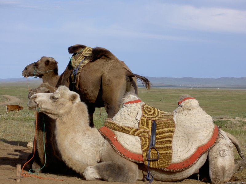Mongolia Bactrian Camel Safari Samar Magic Tours | Mongolia Samar Magic Tours | Image #4/9 | 
