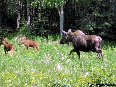 Mother Moose and Calf | Alaska Fishing Adventures at Krog's Kamp | Image #9/12 | 