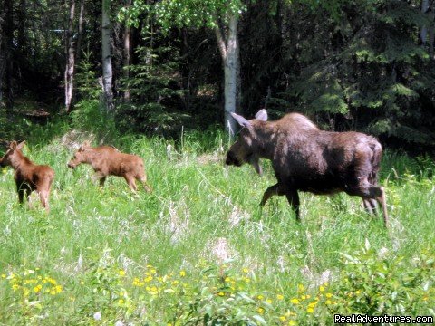 Mother Moose and Calf