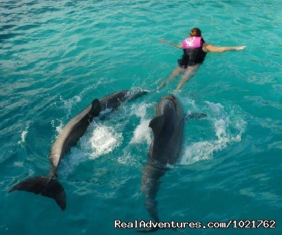 Swim with Dolphins at Dolphin World | Image #4/4 | 