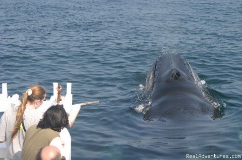 Whale Near Boat