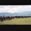 Box R Ranch : A True West Experience Moving Cattle