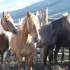 Box R Ranch : A True West Experience Saddle Up