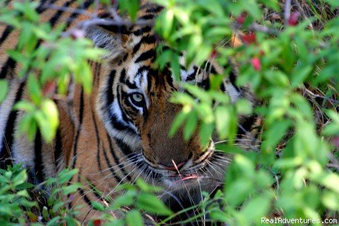 Tiger Safari | The Adventure Company | Image #3/3 | 
