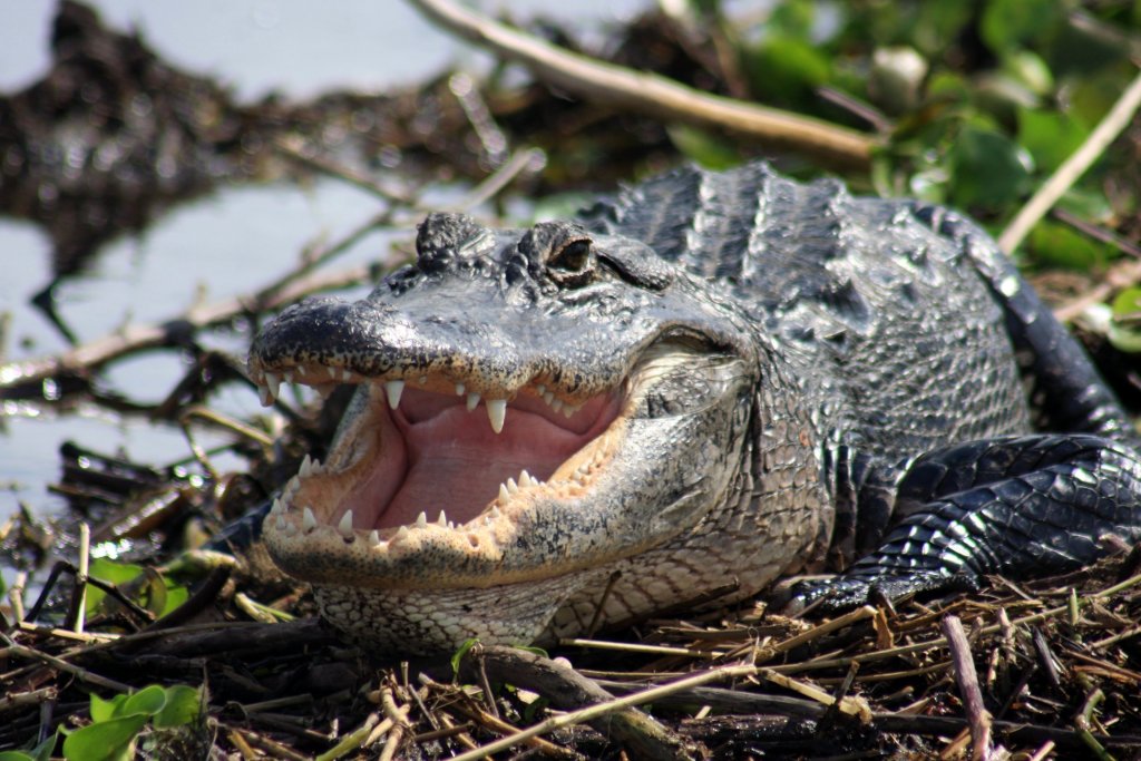 Everglades Day Safari | Fort Myers, Florida  | Eco Tours | Image #1/21 | 
