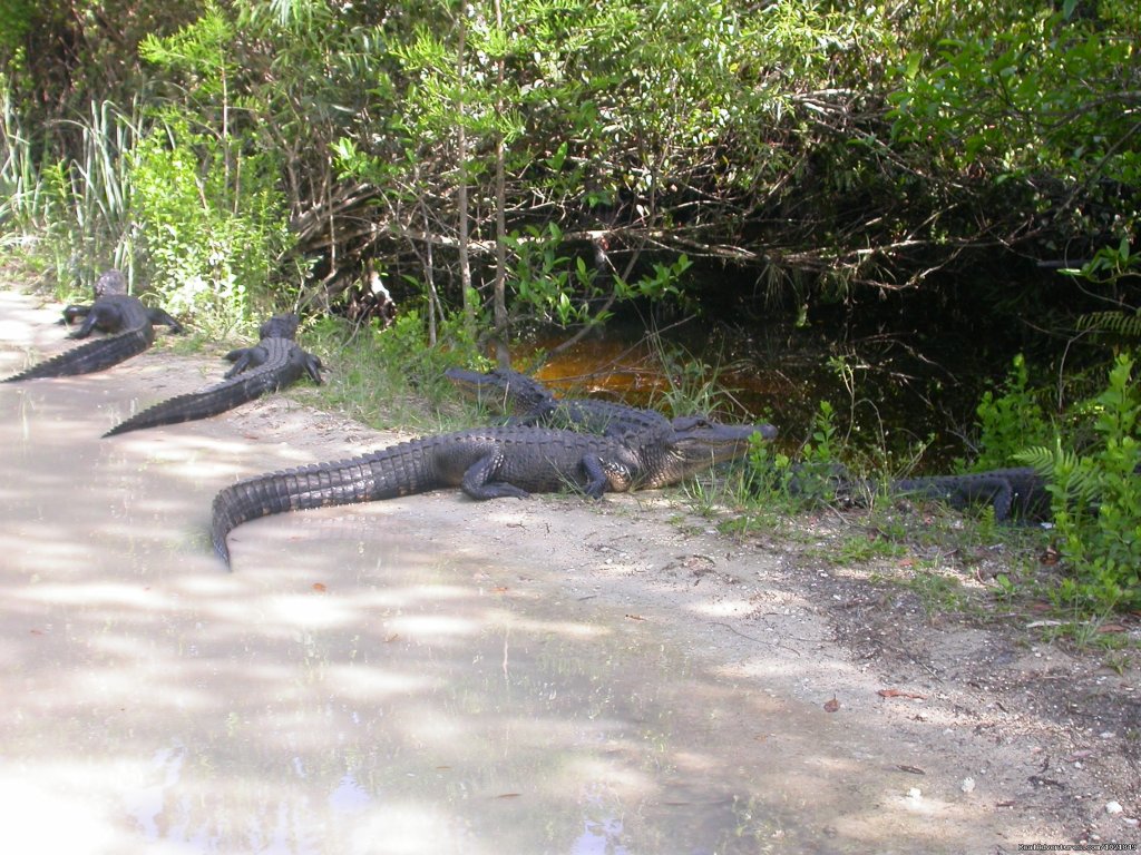 Everglades Day Safari | Image #9/21 | 