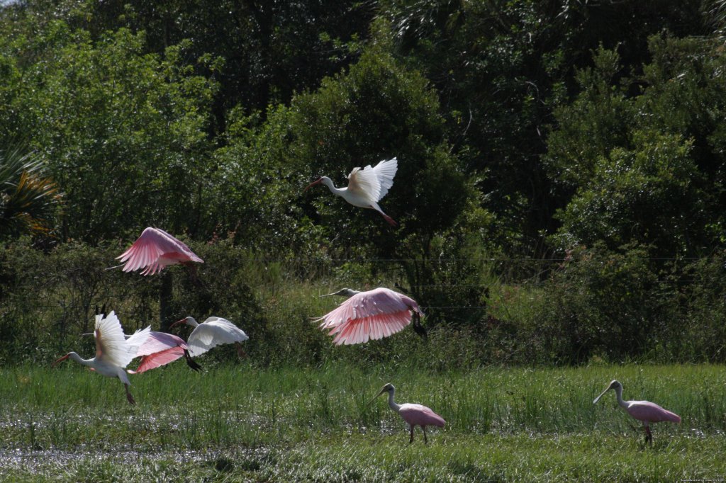 Roseate Spoonbills and White Ibis | Everglades Day Safari | Image #19/21 | 