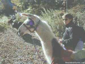 New River Llama Treks | Edmond, West Virginia | Hiking & Trekking