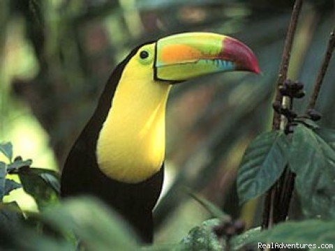 Toucan | Costa Rica Connoisseur (9D/8N) | San Jose, Costa Rica | Sight-Seeing Tours | Image #1/8 | 