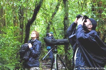 Monteverde Birding | Costa Rica Connoisseur (9D/8N) | Image #4/8 | 