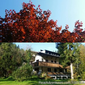 The TreeHouse Backpacker Hotel | Aalfang, Austria Youth Hostels | Wien, Austria