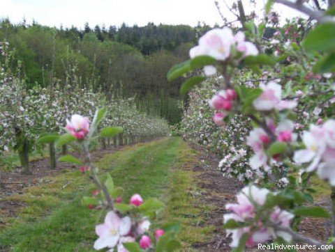 Apple orchards | Hallwood Farm Oast Bed and Breakfast | Image #2/3 | 