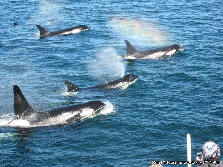 Orca Whales Sighted Off The Bow Of The Victoria Star 2 | Whale Watching Adventure / Friday Harbor Cruise | Image #2/4 | 