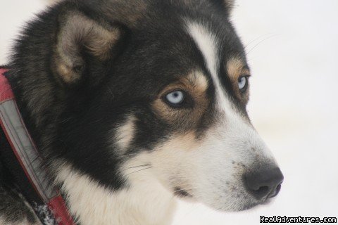 Husky | Dog sledding at Auberge and Nordic Spa Beaux Reves | Image #5/17 | 