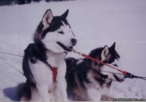 Dog sledding at Auberge and Nordic Spa Beaux Reves