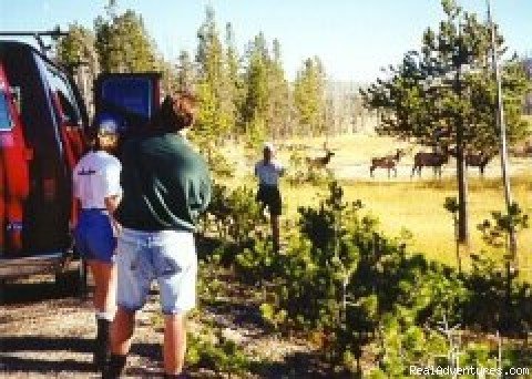 Elk herd | Yellowstone and Teton National Parks | Yellowstone, Wyoming  | Hiking & Trekking | Image #1/8 | 