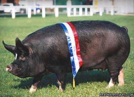 Berkshire pig
