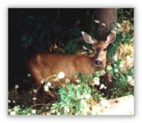 The resident deer love our garden!