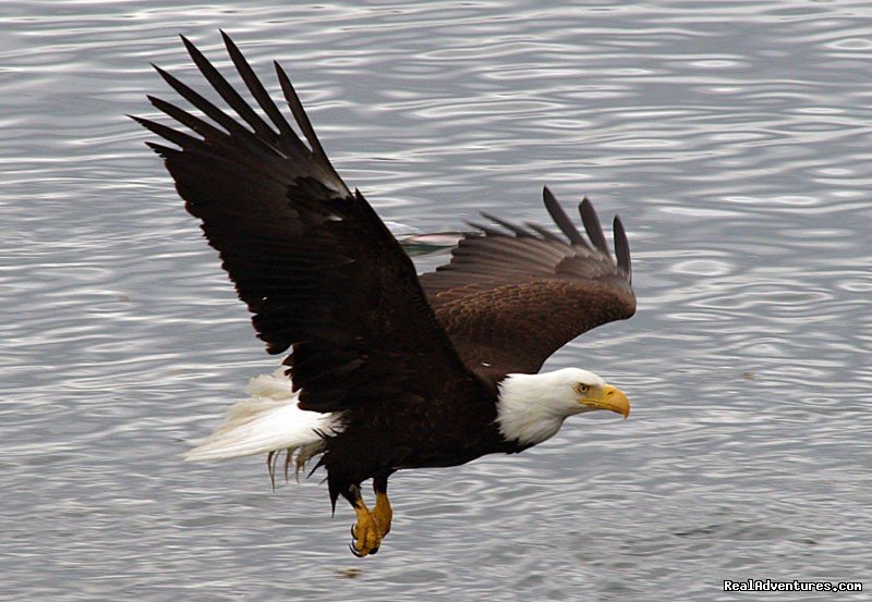 Bald Eagle | Alaska Yacht Charters Aboard Alaskan Song | Image #12/22 | 