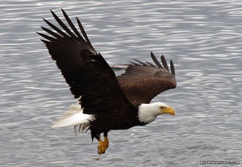 Bald Eagle | Image #12/22 | Alaska Yacht Charters Aboard Alaskan Song