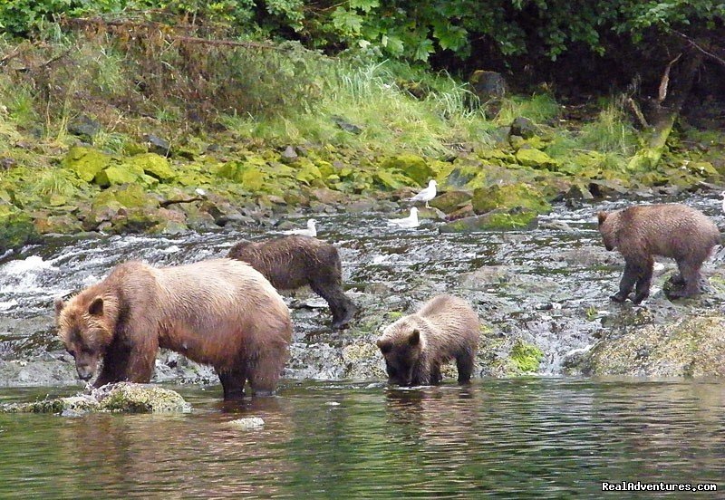 Sow Brown Bear wtih Three Cubs | Alaska Yacht Charters Aboard Alaskan Song | Image #13/22 | 