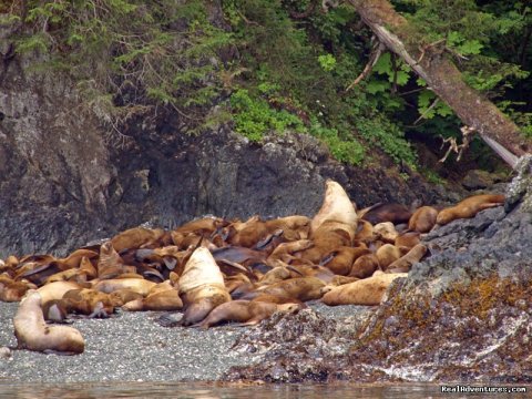 Sea Lions | Image #22/22 | Alaska Yacht Charters Aboard Alaskan Song