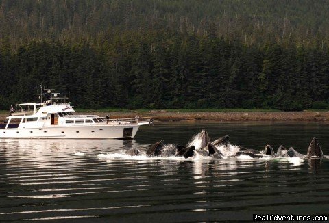 Bubble Feeding Humpback Whales | Alaska Yacht Charters Aboard Alaskan Song | Sitka, Alaska  | Yacht Charters | Image #1/22 | 