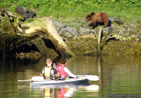 Kayaking with a Brown Bear greazing on shore | Image #4/22 | Alaska Yacht Charters Aboard Alaskan Song