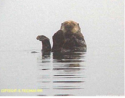 Sea Otter | Alaska Yacht Charters Aboard Alaskan Song | Image #9/22 | 
