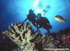 Ed Robinson's Diving Adventures | Kihei, Hawaii