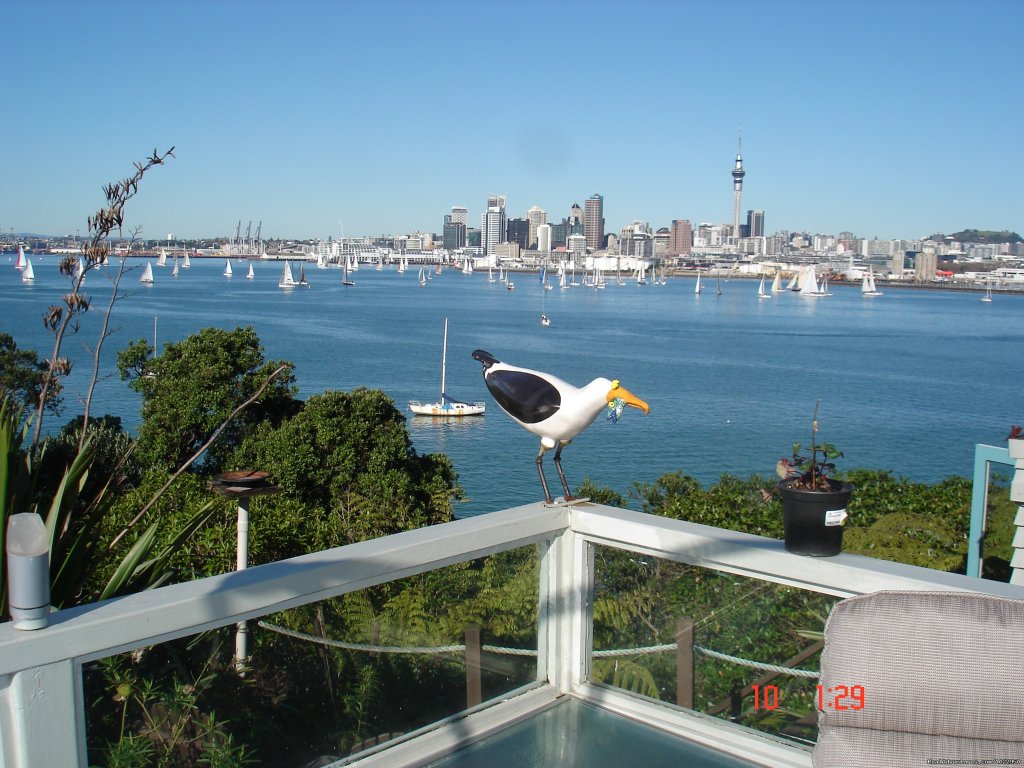 Dopy Gull On Deck | Auckland Number One  House Homestay | Image #20/24 | 