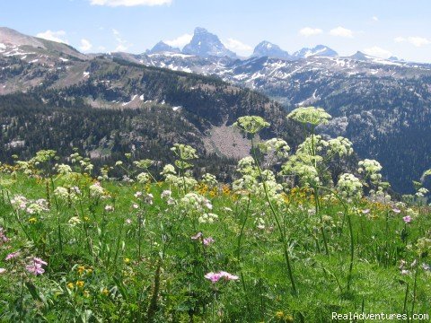 The wildflower are lovely. | Horseback riding in the Tetons & Yellowstone Park | Image #13/15 | 