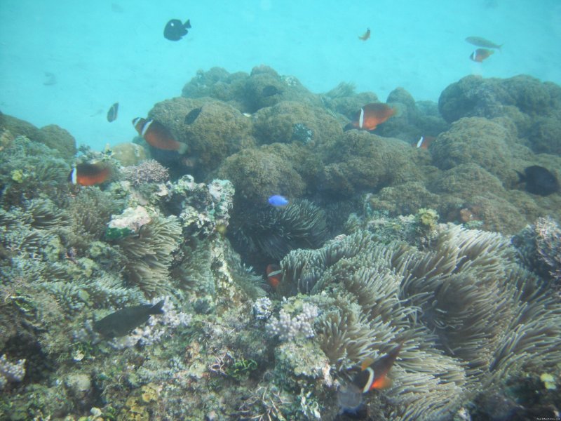 Clownfish colony just off the beach | Dive Kadavu / Matana Beach Resort | Image #13/26 | 