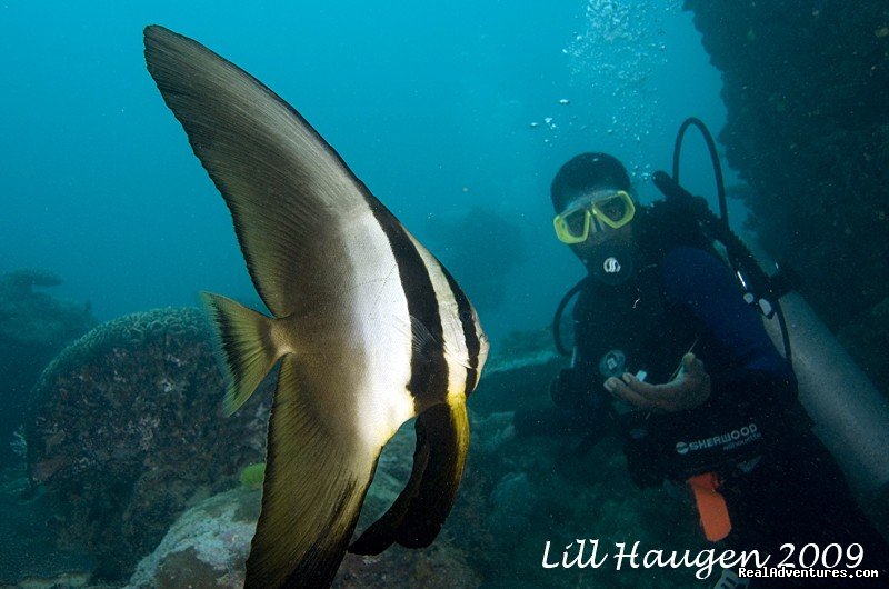 Bat Fish | Dive Kadavu / Matana Beach Resort | Image #18/26 | 