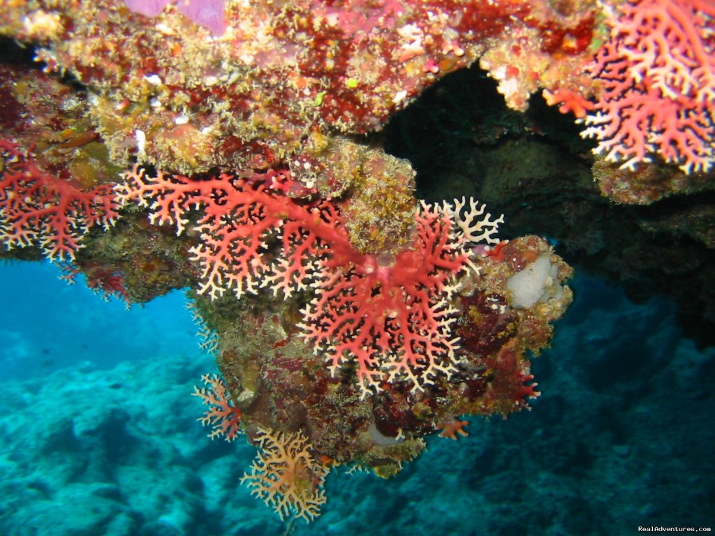 Amazing corals | Dive Kadavu / Matana Beach Resort | Image #20/26 | 