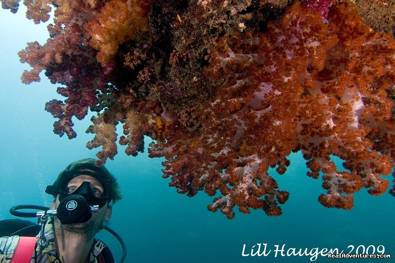 Soft Corals - wow, check the colour out | Dive Kadavu / Matana Beach Resort | Image #17/26 | 